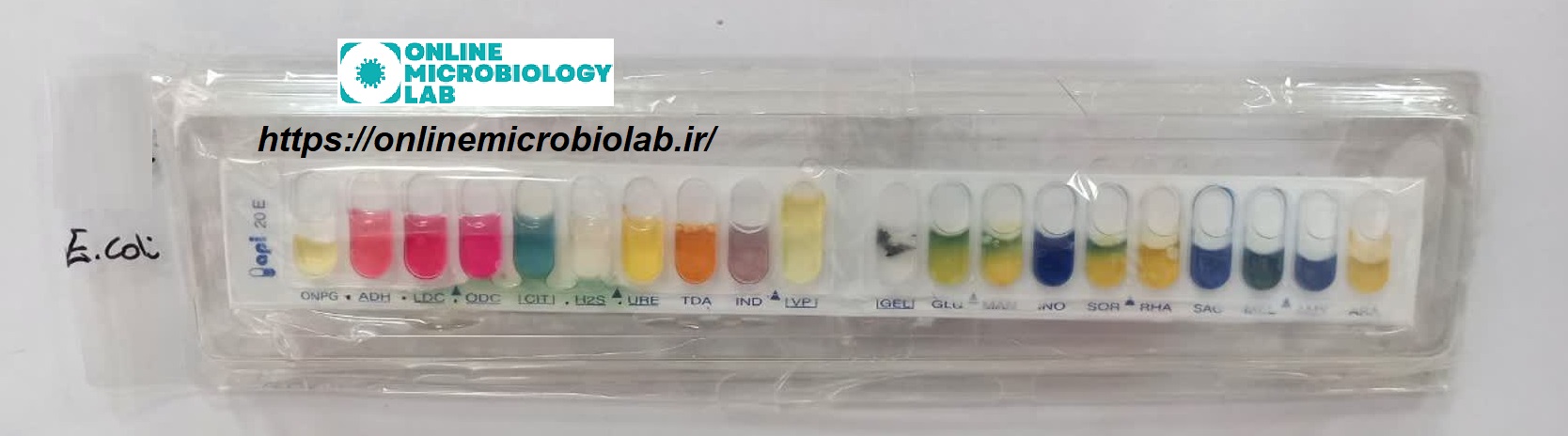 Api Kit Mineral Oil نمایی از کیت API در تشخیص - آزمایشگاه مجازی میکروب شناسی