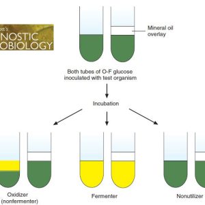 تست OF یا Glucose oxidative-fermentation (O-F) test - آزمایشگاه مجازی ...